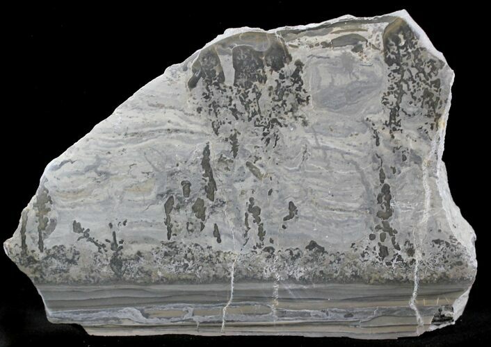 Triassic Aged Stromatolite Fossil - England #23235